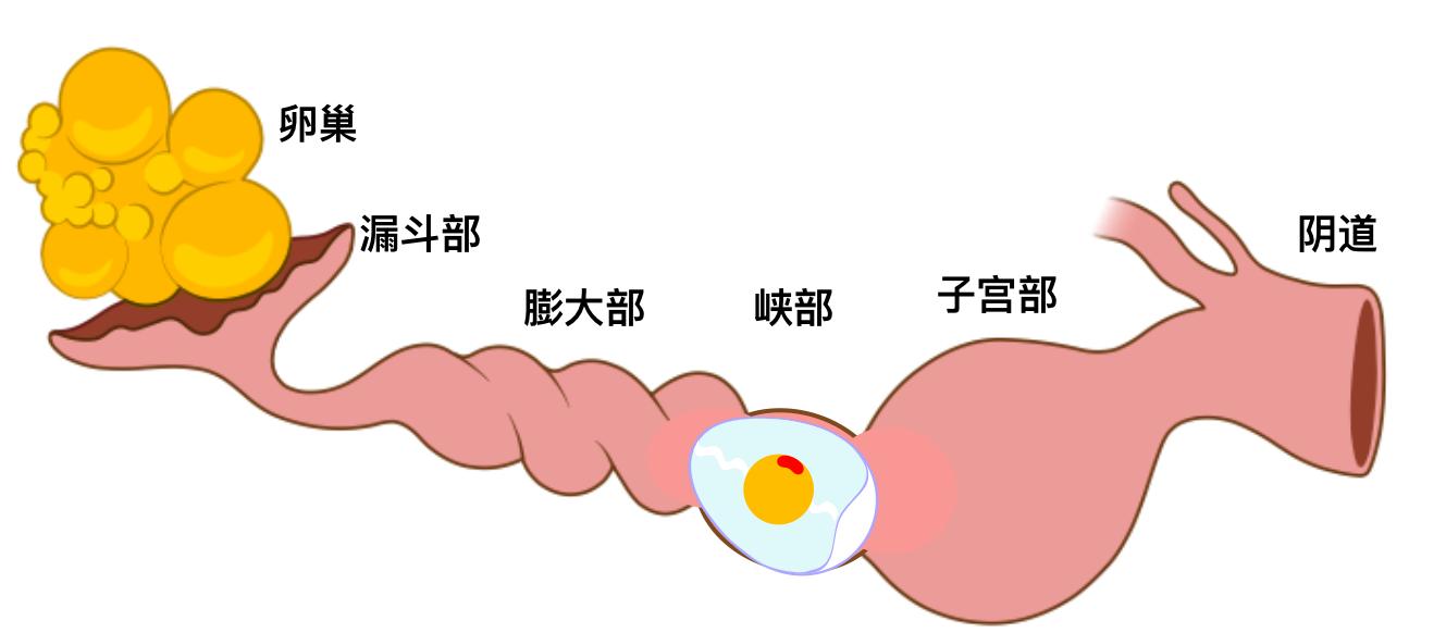 双黄蛋的产生:和激素无关,但也很有趣