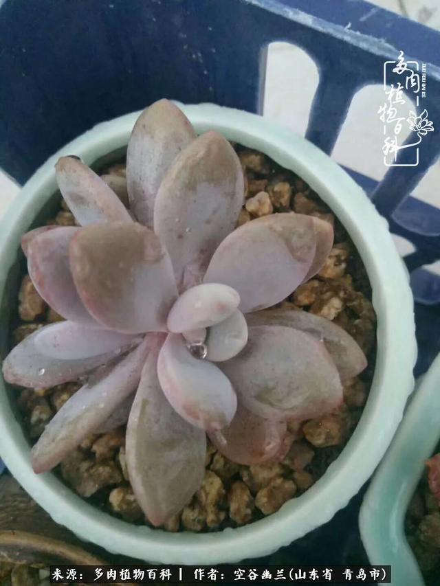 多肉最美的时光,多肉惊艳我的时光