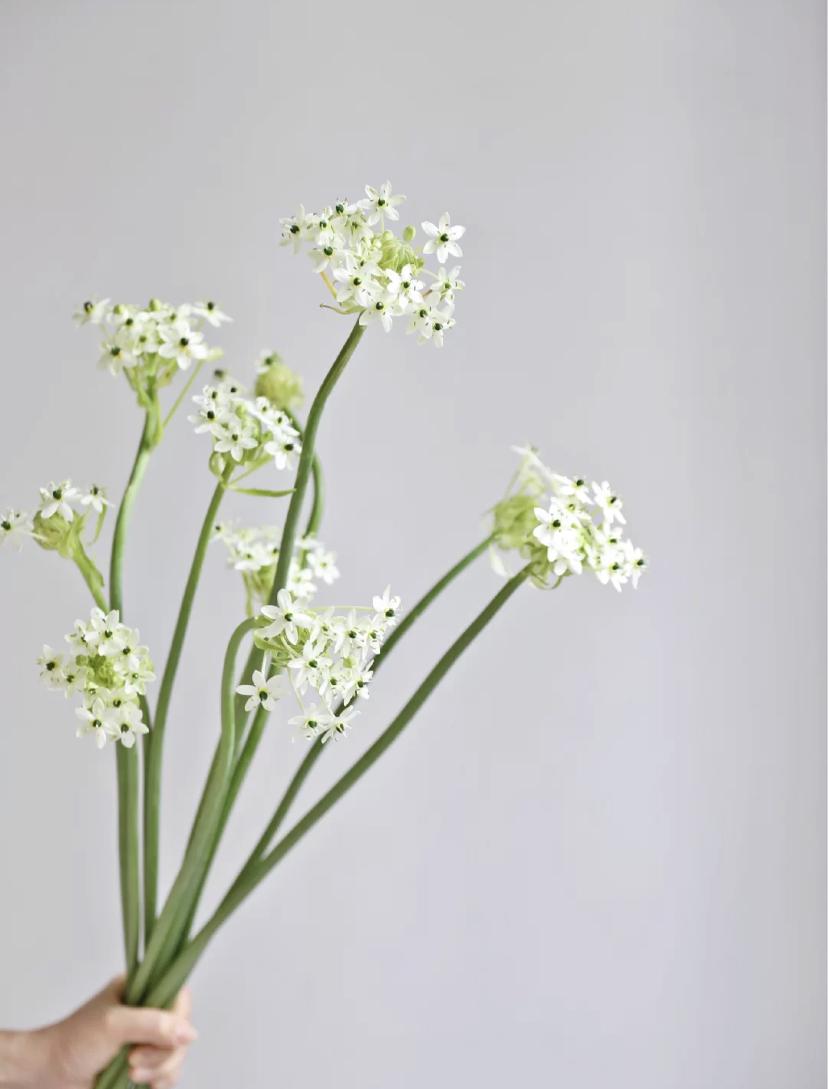 家里要有氛围感什么花比较好,家里高级的花