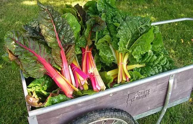 中国有机农业经营,以后中国会普及有机农业吗