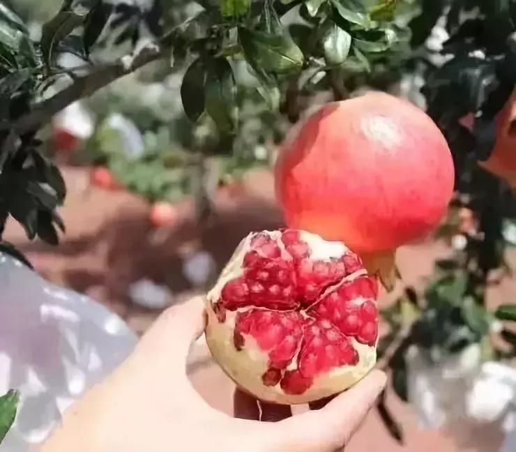 水果界新晋“网红”大盘点，2019年水果圈不为人知的赚钱新商机