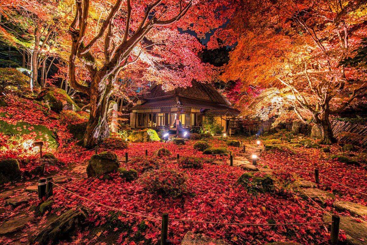 双十一惊喜不断,日本签证简化办理是真的吗