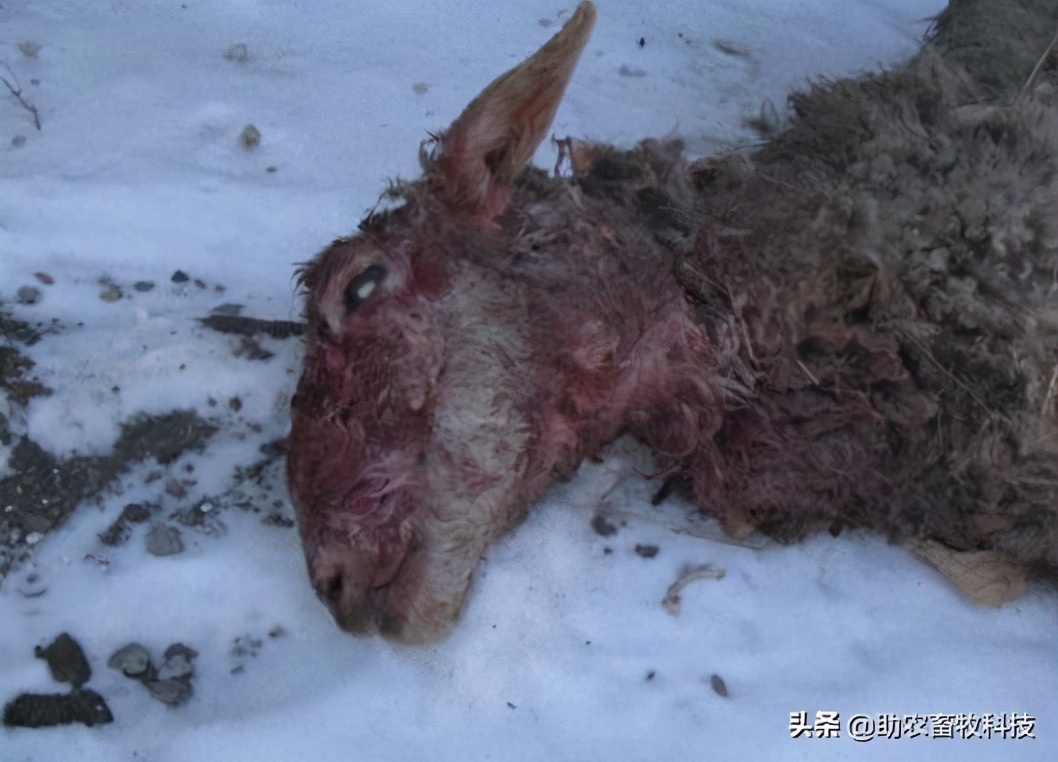 专治羊魏氏梭菌的药,羊魏氏梭菌症状和治疗