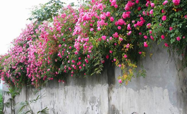 蔷薇只有一根枝条开花怎样爆盆,蔷薇养护方法和注意事项