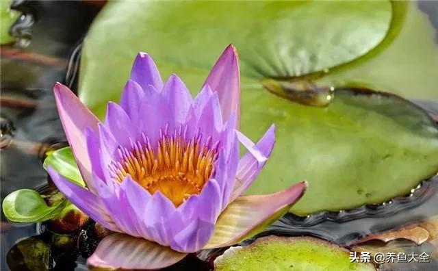 睡莲种植方法和技巧,睡莲种植方法及时间