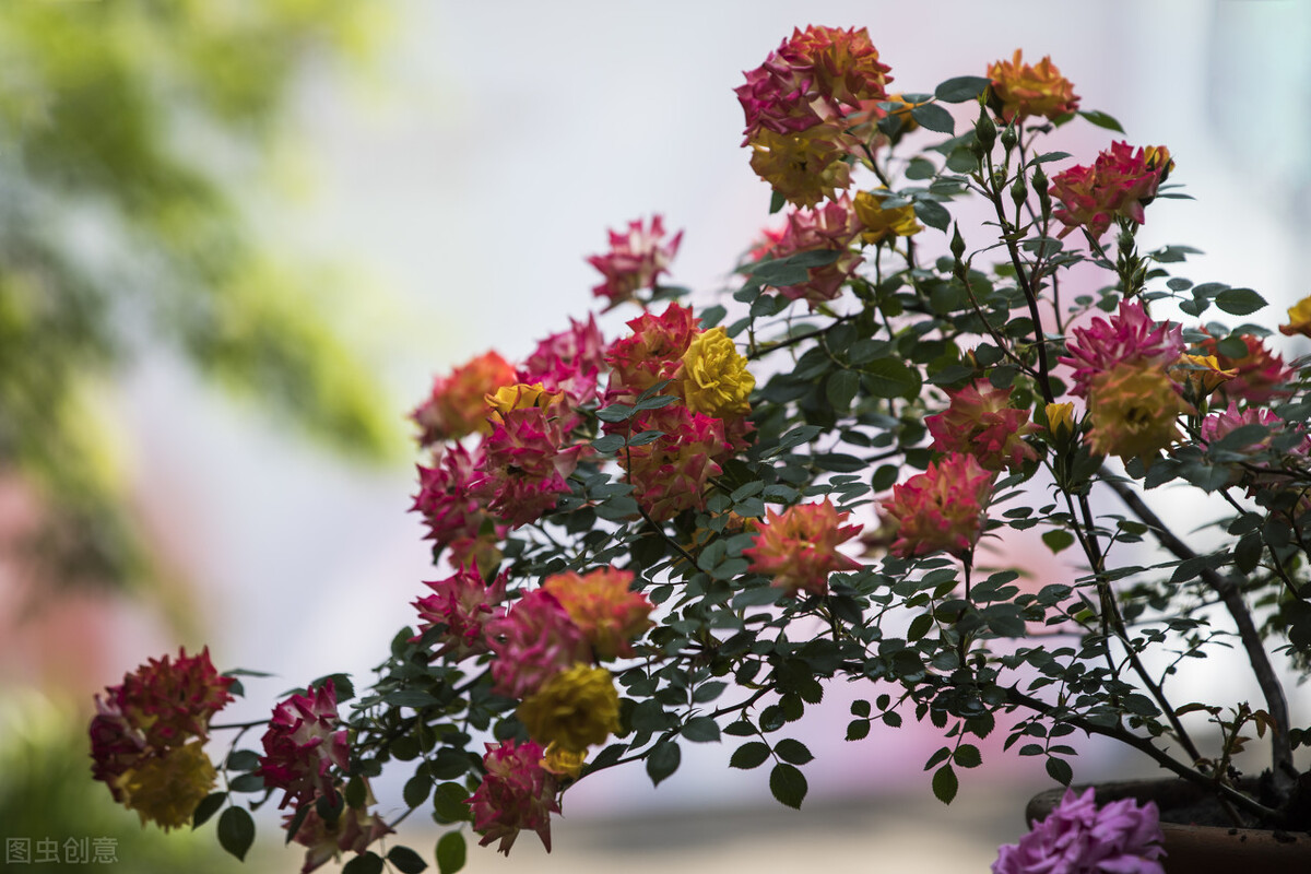 都说它们是“花园三宝”,我却觉得是“花园三坑”,你觉得呢