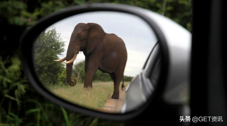 南非盗猎犀牛死亡,南非犀牛角偷猎