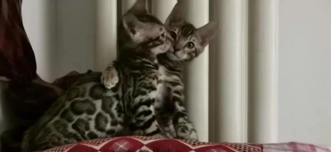 猫感染了新型冠状病毒有什么症状,猫感染新型冠状病毒会有哪些症状