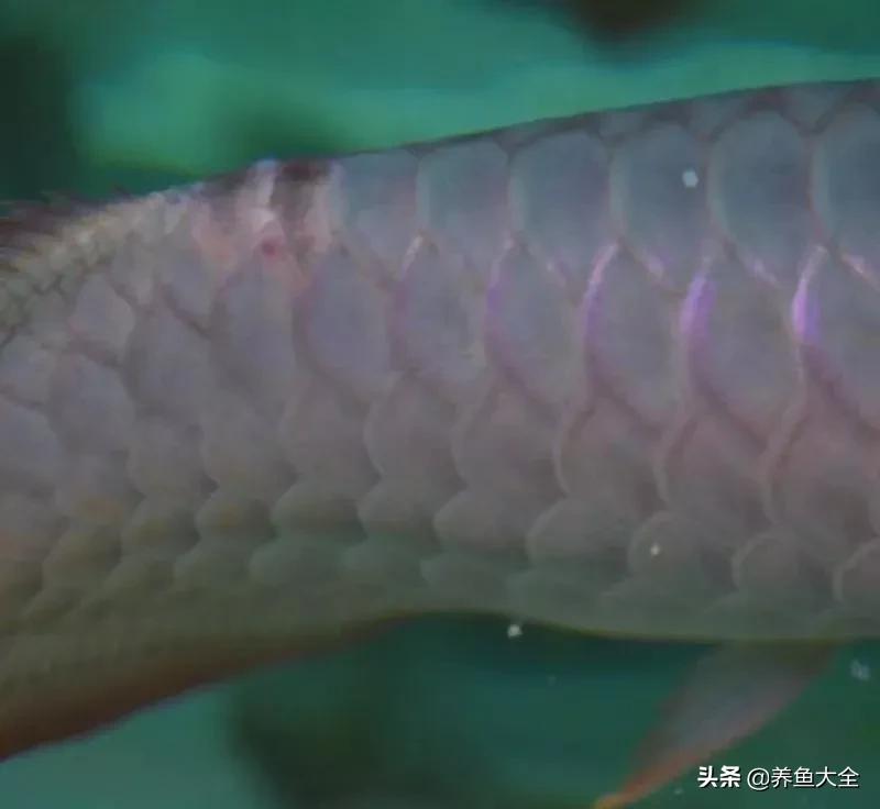 鱼的鳞片掉了还能长出来吗,鱼掉了鳞片怎么恢复