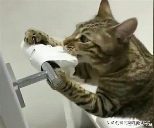 猫咪拉肚子医生给了益生菌,猫咪拉稀喂蒙脱石散需要禁食吗