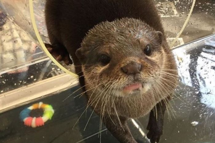 日本的猫头鹰咖啡,日本猫头鹰咖啡馆的真相