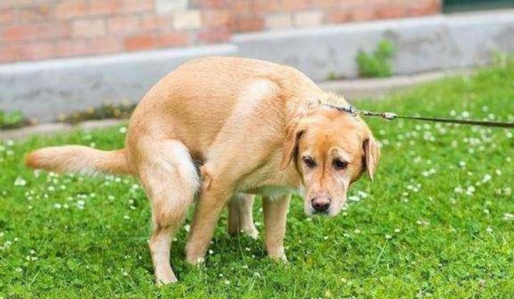 母狗狗尿后有黄色分泌物,母狗狗排尿处有血