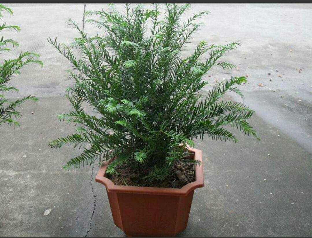 家里种植的红豆杉怎么繁殖,红豆杉怎样管理才能不黄叶