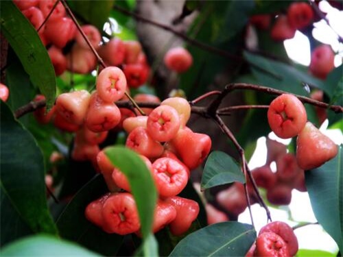 莲雾果种植,莲雾果种植技术