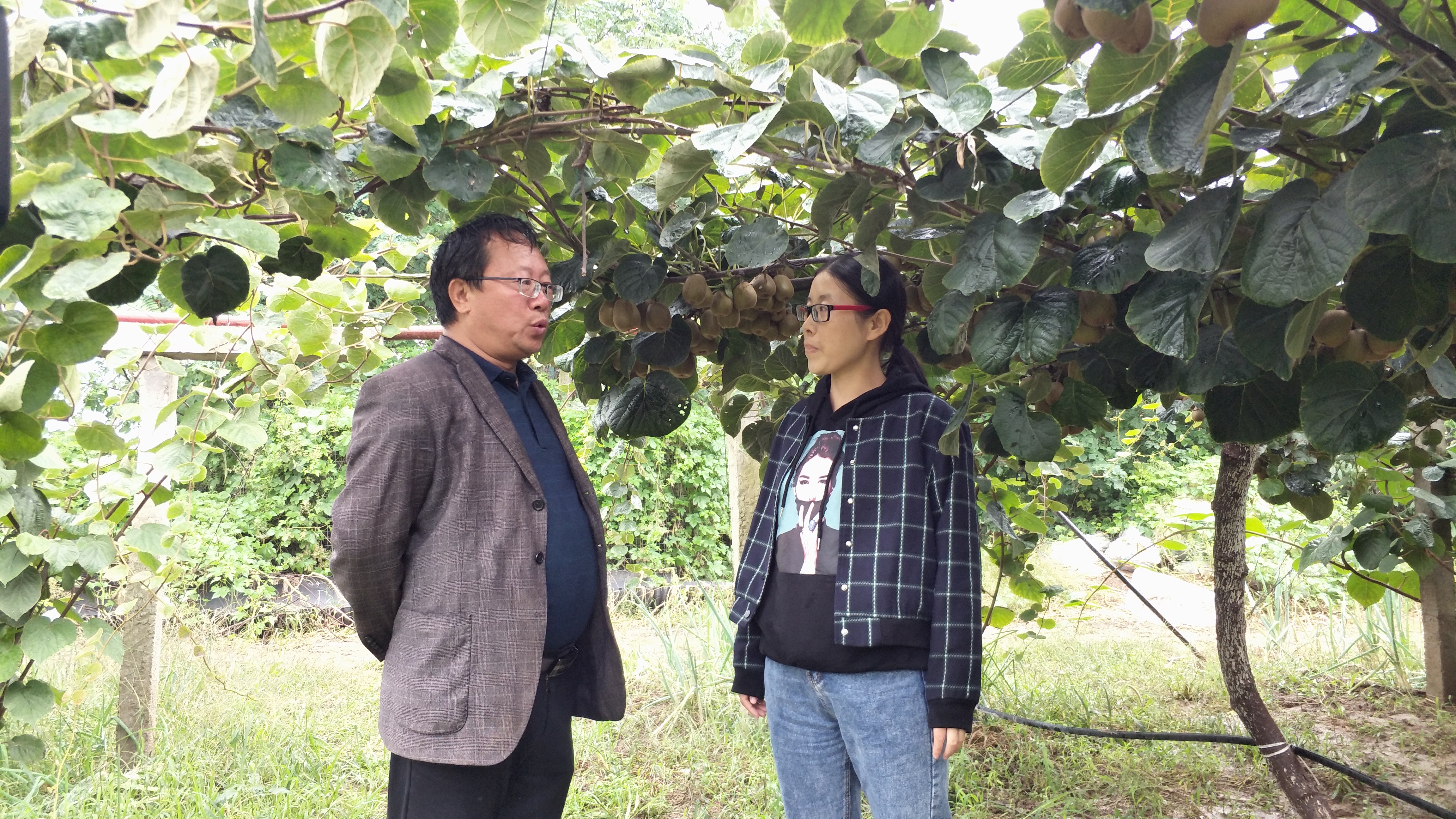 杨凌力丰种植专业合作社猕猴桃,一斤猕猴桃的利润