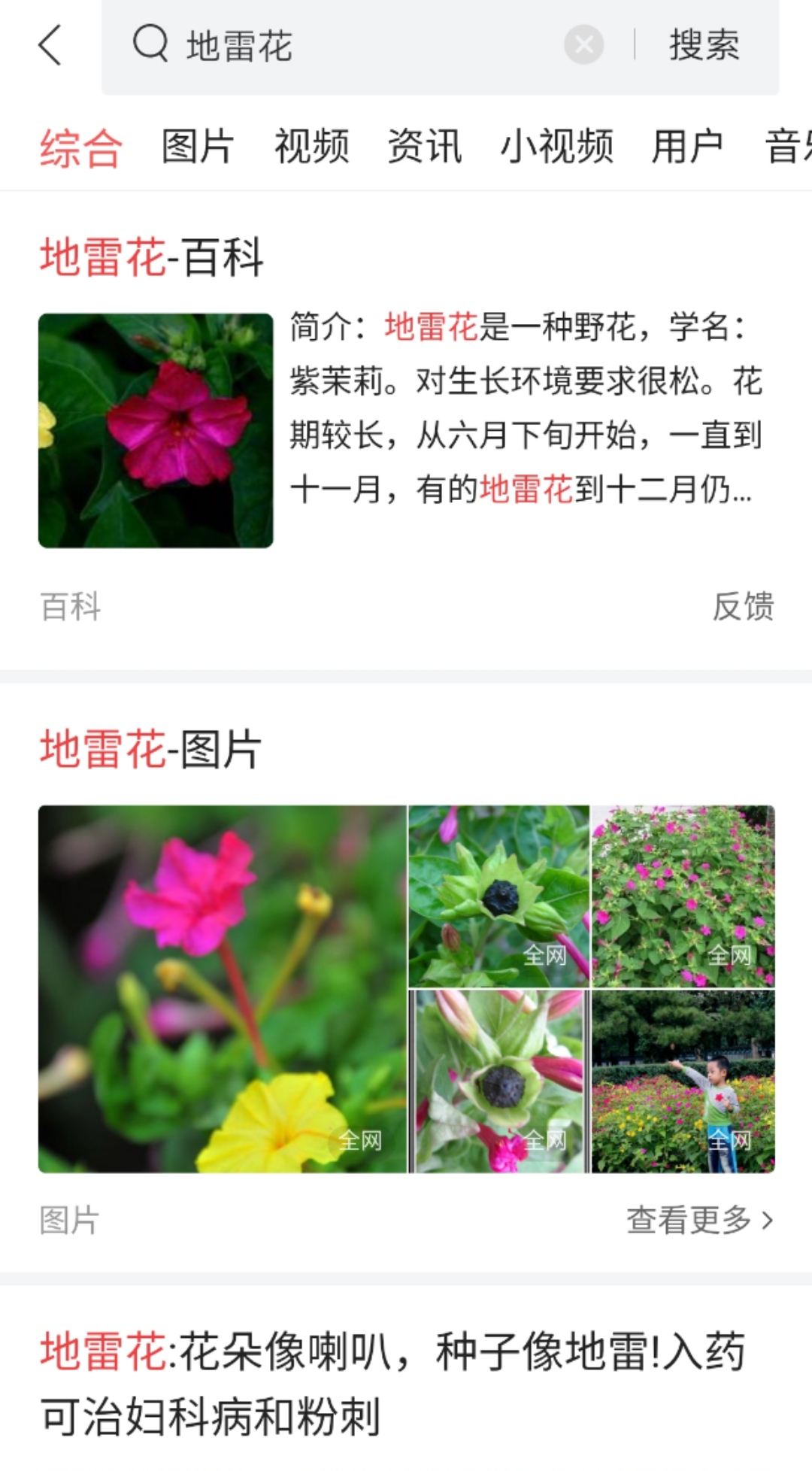 像地雷一样的花种子,俗称地雷的植物