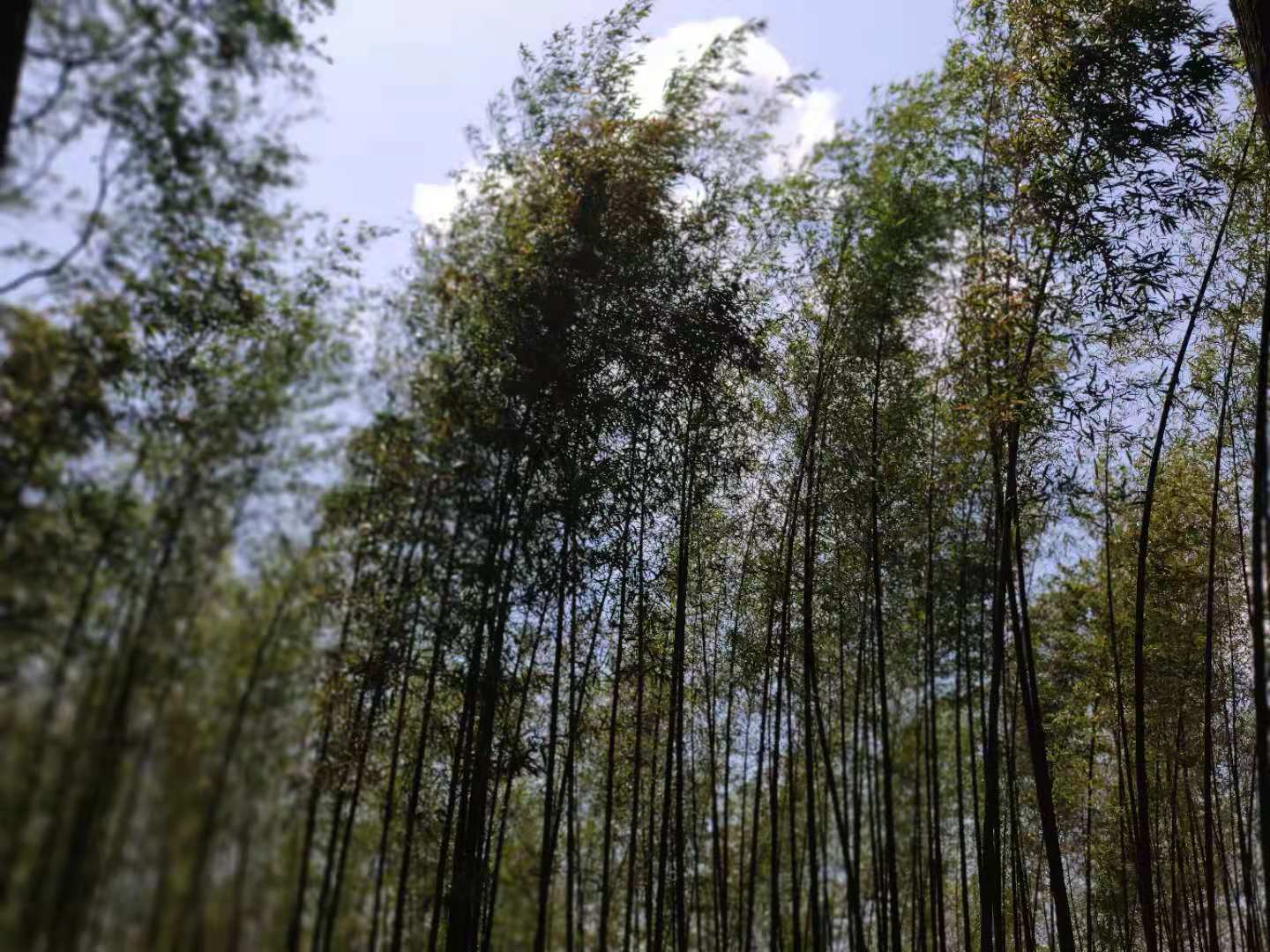 烟花三月矿泉水能喝吗,烟花三月喝最好的酒