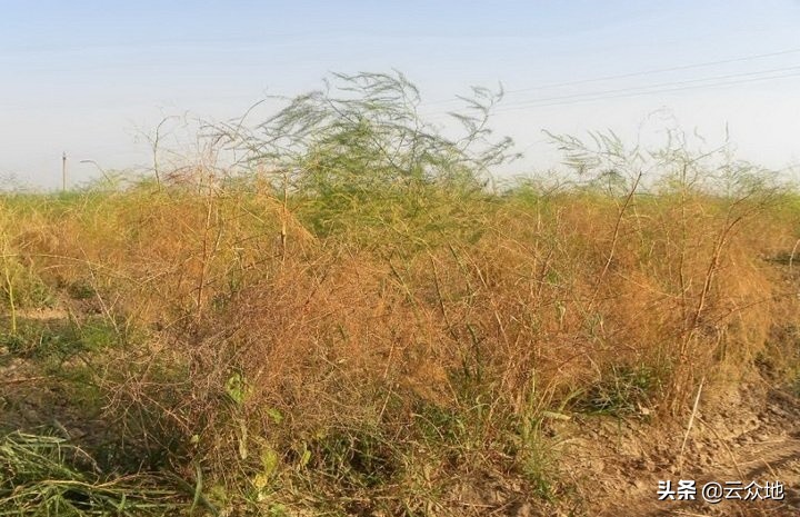 苯醚甲环唑对芦笋茎枯病有效吗,芦笋怎么治枯茎病