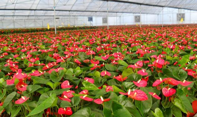 昆明是亚洲最大的鲜花市场,鲜花论斤卖亚洲最大鲜花市场