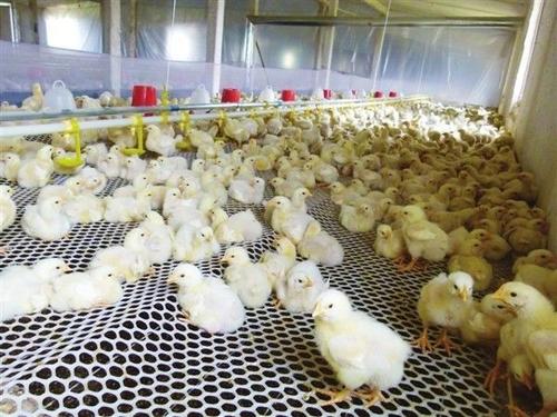 鸡苗育雏脱温过程,脱温鸡苗散养正确养殖方法