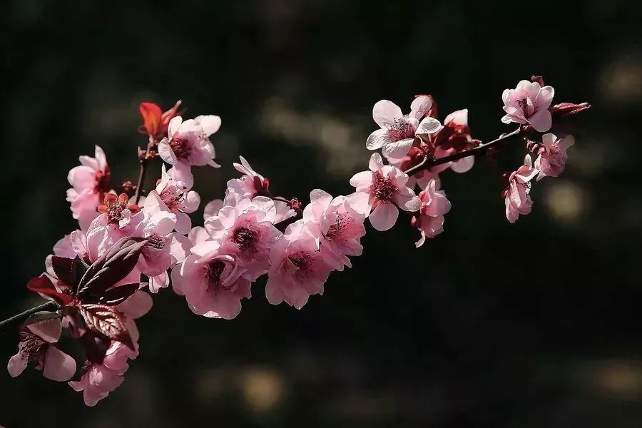 看到花的时候,不知是什么花?那就收下这份百花图谱