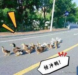 毕业去深圳的好处是什么,应届毕业去深圳有什么建议