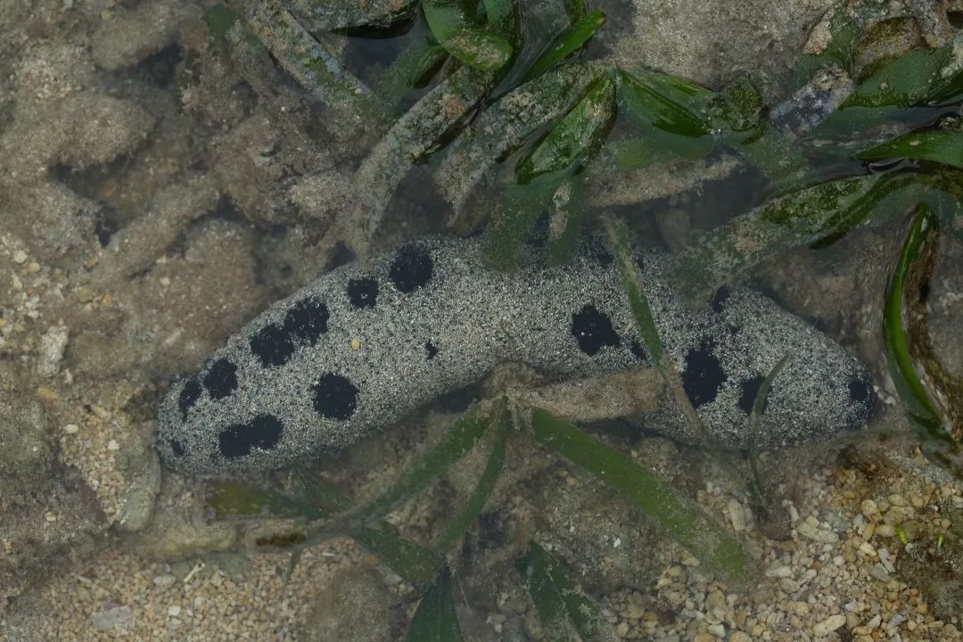 鎺㈢娴锋磱姘存瘝绉戞櫘,娼滄按鍛樻捣搴曟帰闄╀笉鏂欐児鎬掑ぇ鐧介波