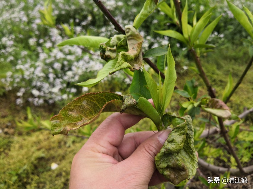黄桃树缩叶怎么回事,黄桃树叶子萎缩