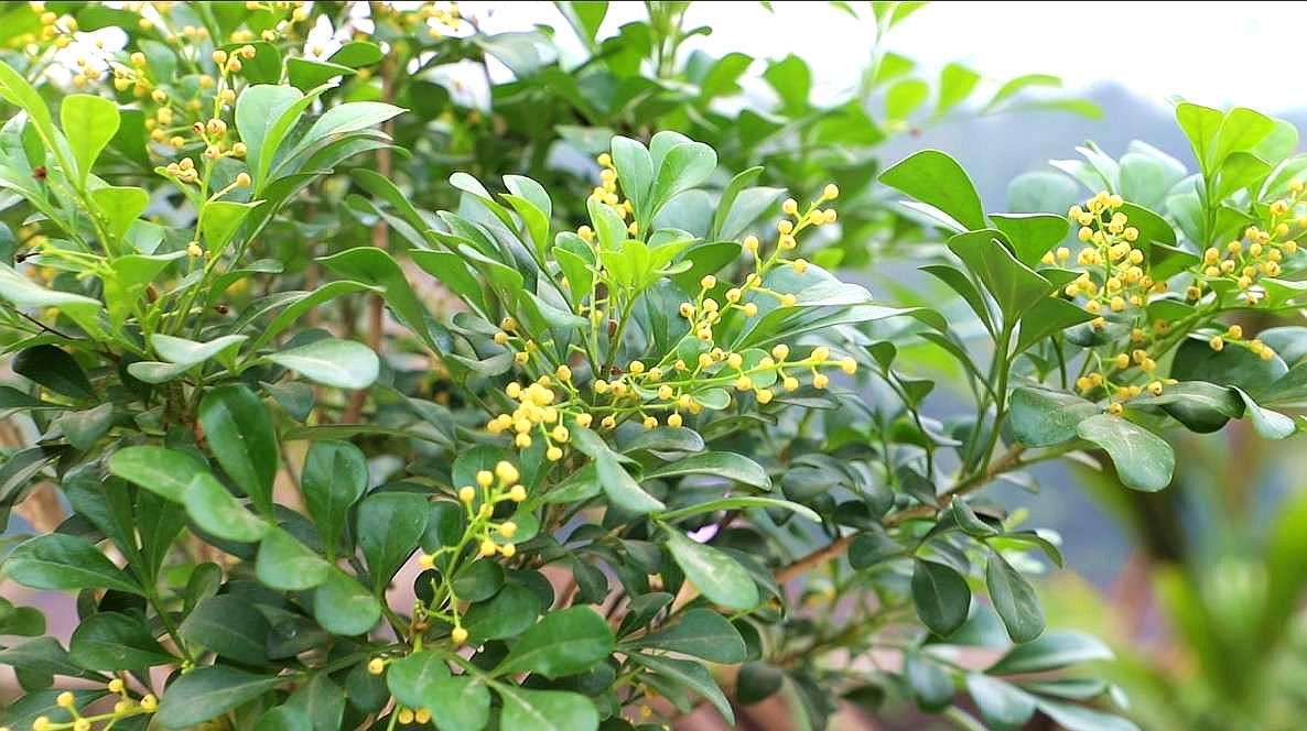 冬天米兰花草怎么养,冬季米兰花怎么养