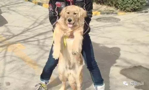 狗狗为什么会突然瘫痪,狗狗突然瘫痪站不起来怎么治疗