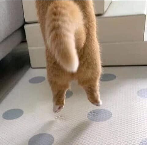 今日萌图,仓鼠身上长了疑似肿瘤的东西