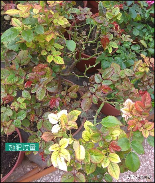 盆景没浇水枯萎了怎么救活,盆景枯萎需要及时修剪吗