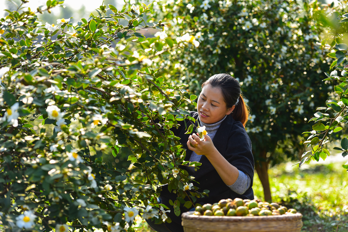 贵州减贫摘帽经验,叙永县脱贫图片