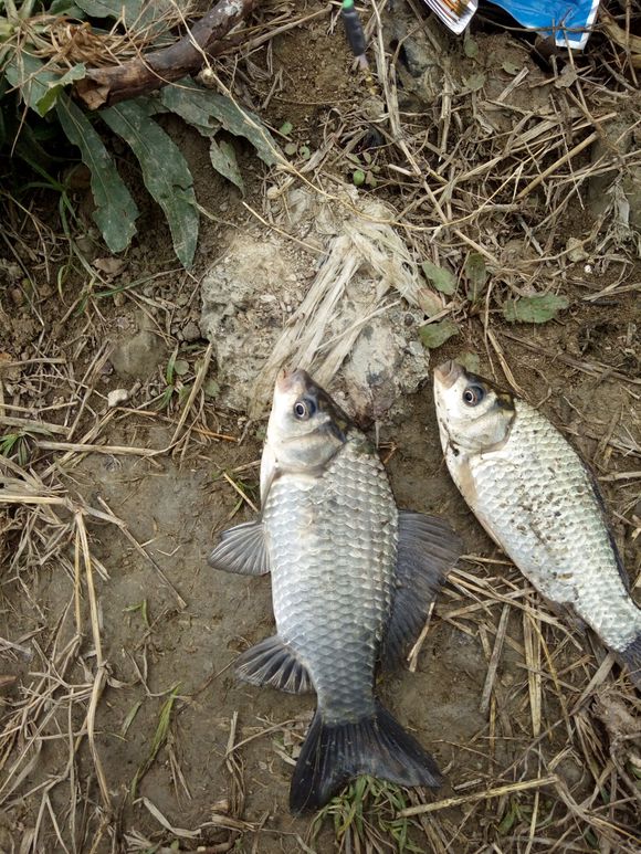 冬季钓鱼怎么避免小杂鱼,冬天闹小鱼严重的地方如何钓鲫鱼