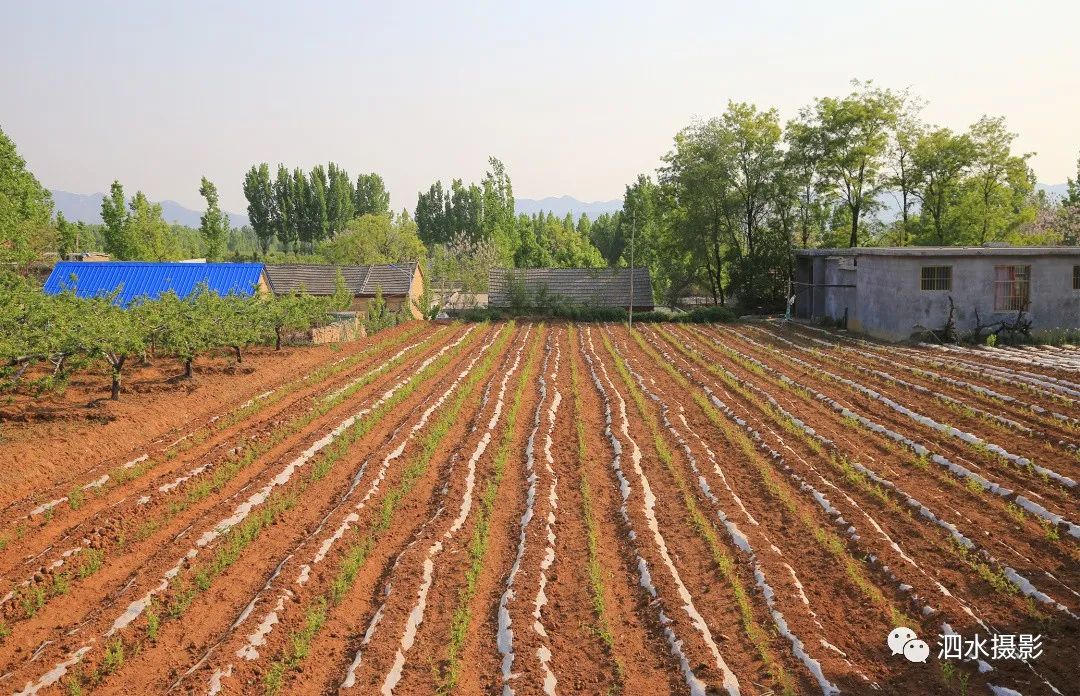 泗张王家庄民俗,泗水泗张王家庄