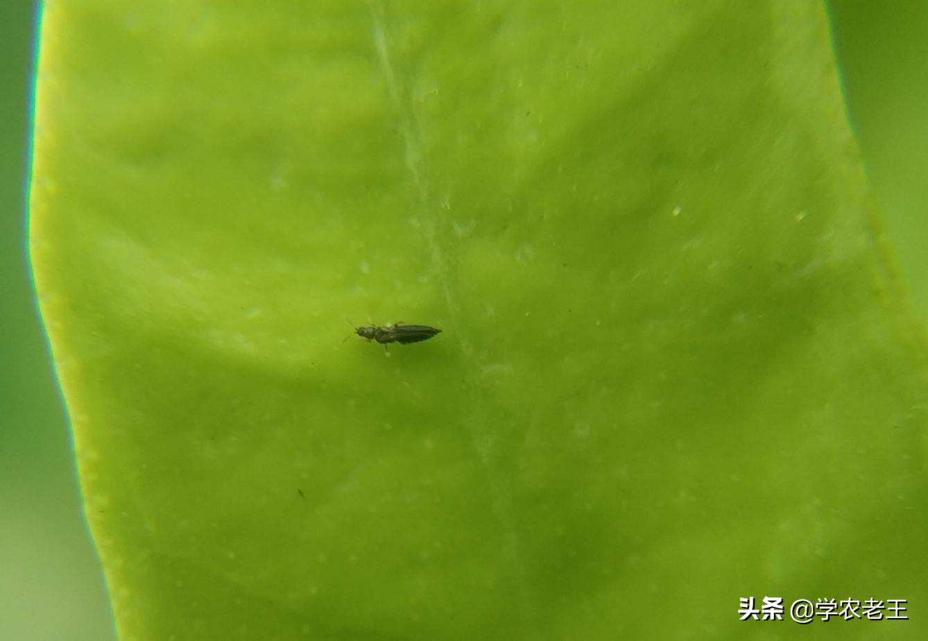 蓟马咬了用什么药效果最好,蓟马咬过的花怎么救