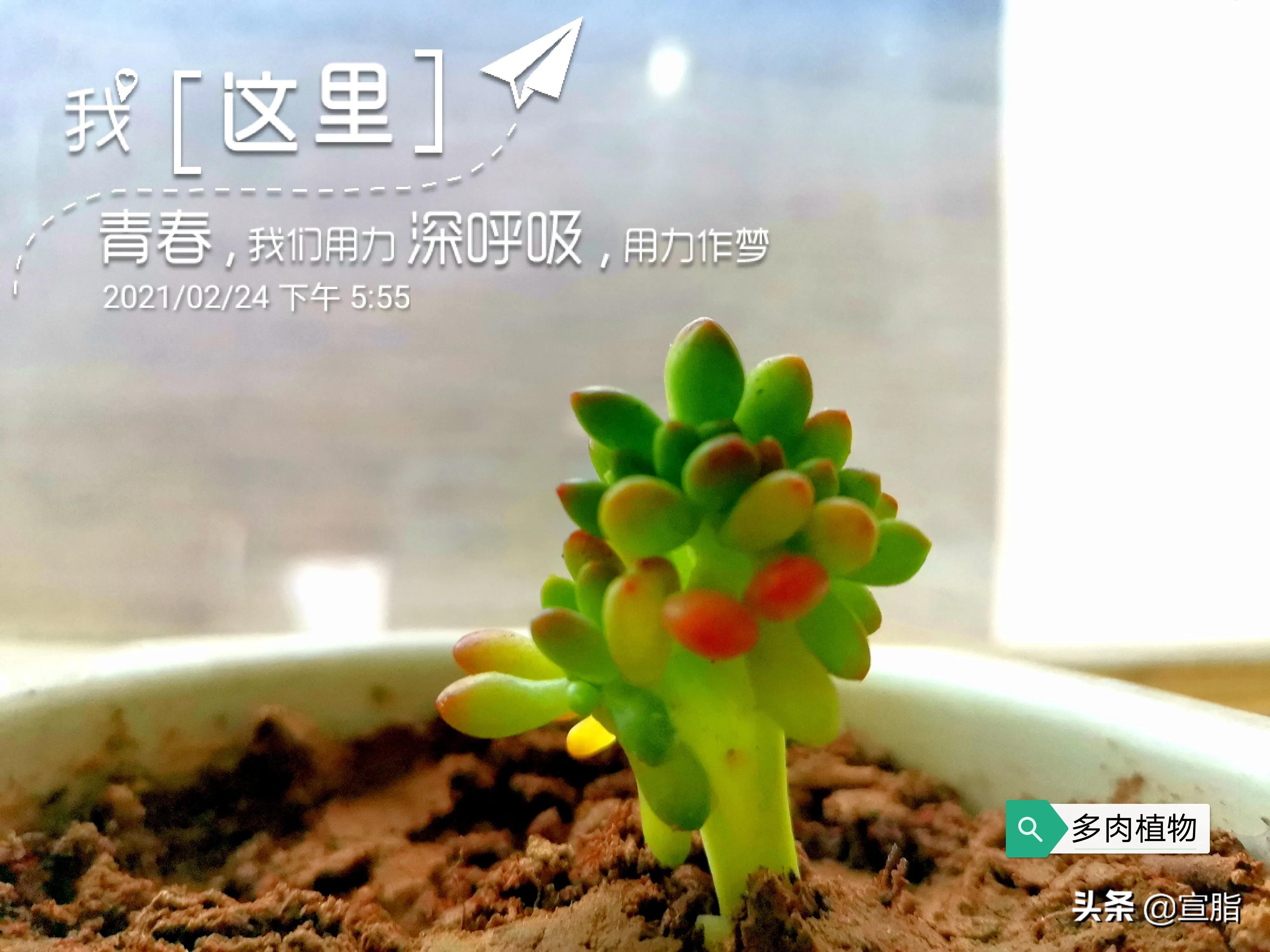 低段识字到中高段识字写字的衔接,小学低学段识字写字教学策略