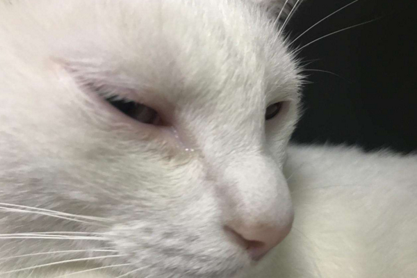 猫咪开始流眼泪,千万别忽视,根据不同情况对应治疗!
