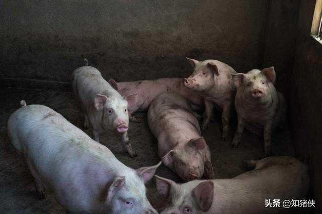 猪群轮状病毒,猪回肠炎便血