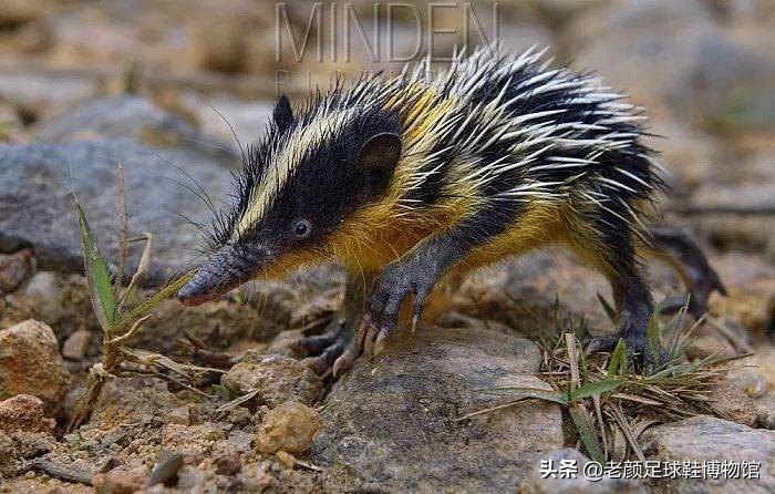 足球球鞋袋鼠皮,澳大利亚产耐克鞋