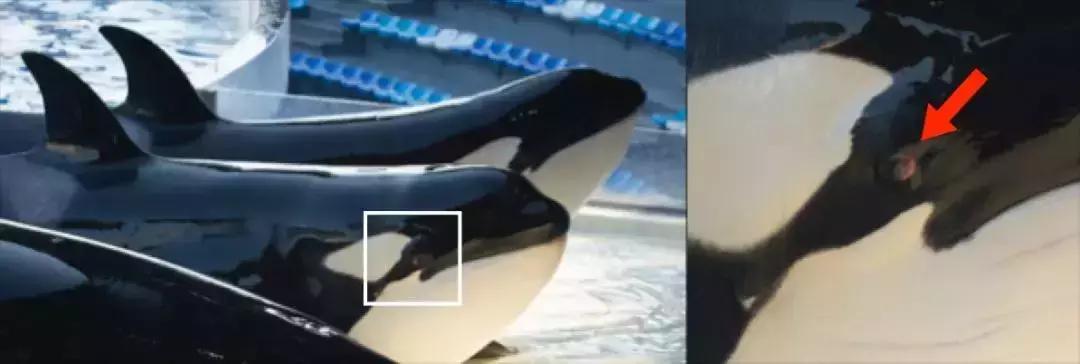 海洋馆的海洋动物表演,小孩子看的海洋动物视频