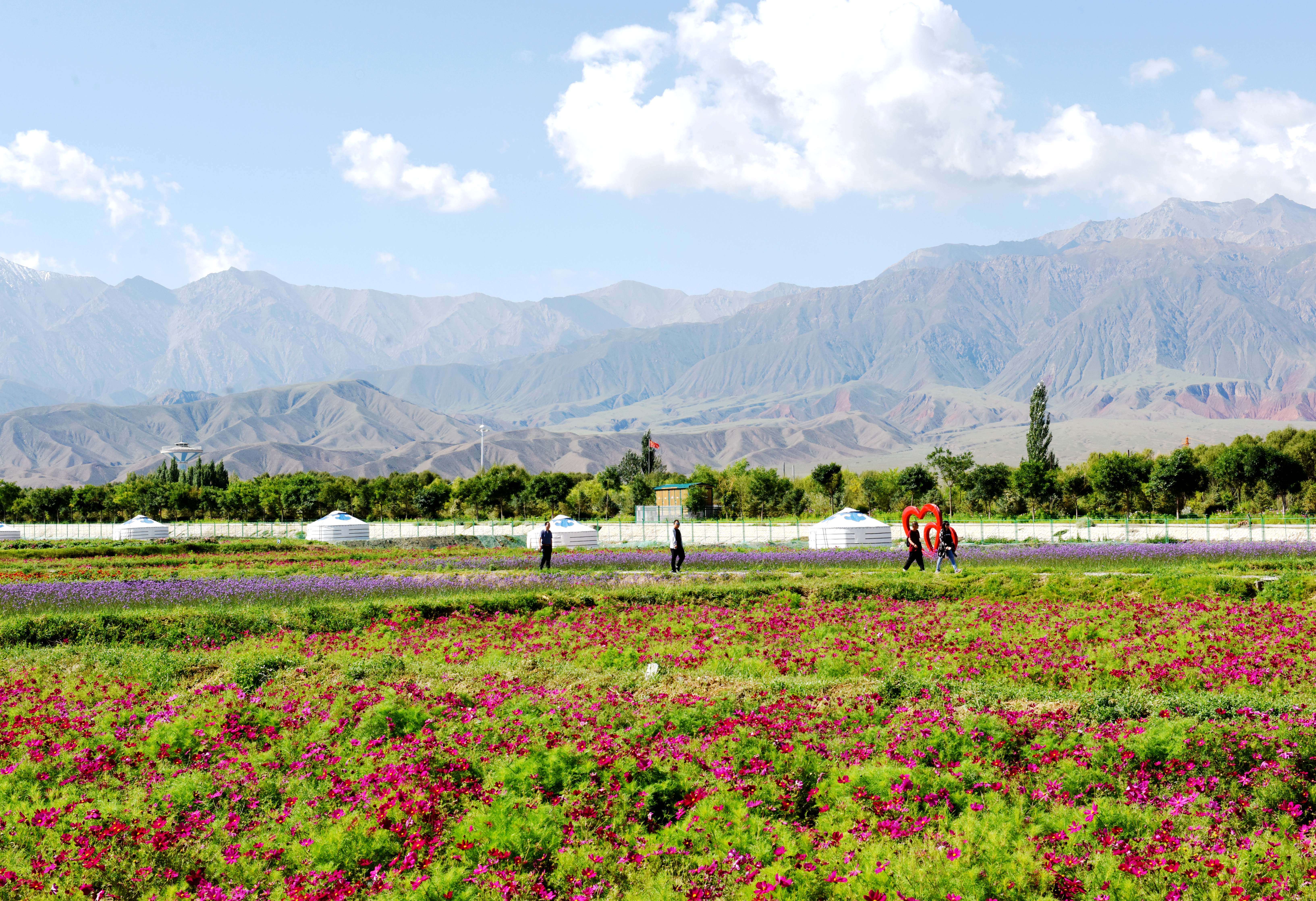 千亩花海肃北,肃北万亩花海