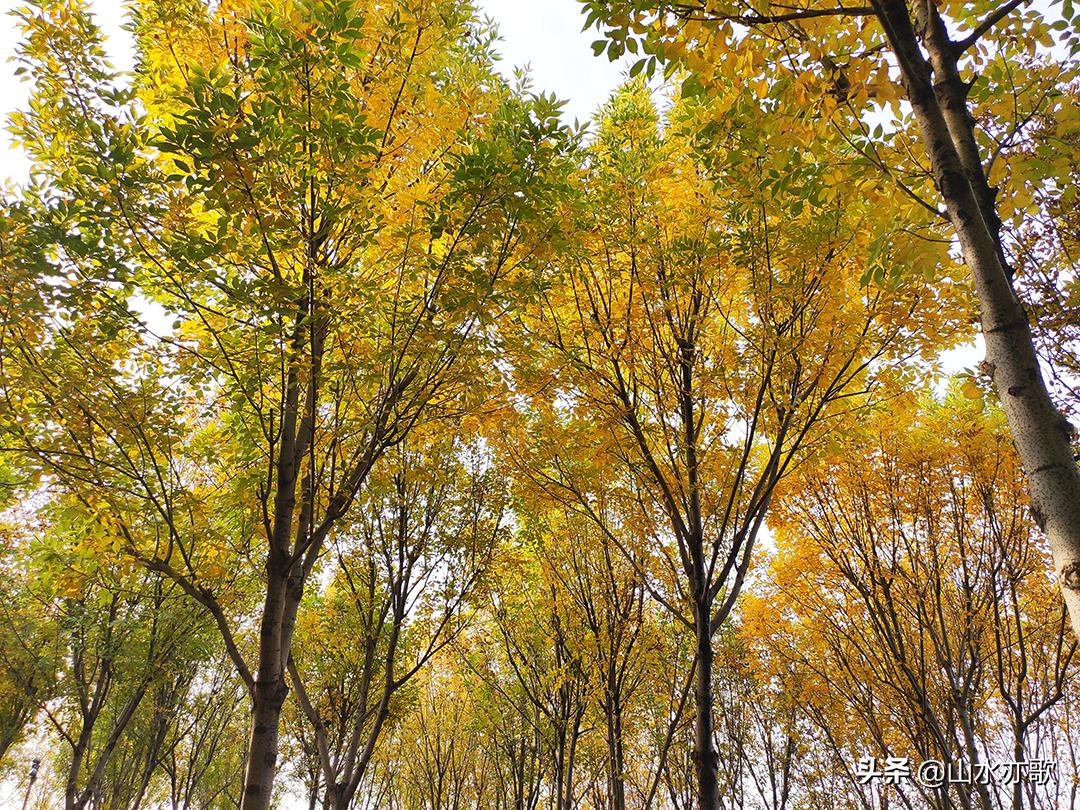 石家庄滹沱河生态区风景如画,石家庄市滹沱河美景