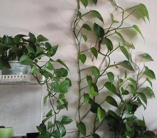 绿萝总卷叶绿萝爆盆技巧,如何让绿萝快速长爆盆呢