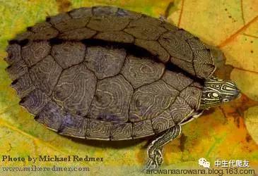 正宗的地图龟,史上最差的地图龟