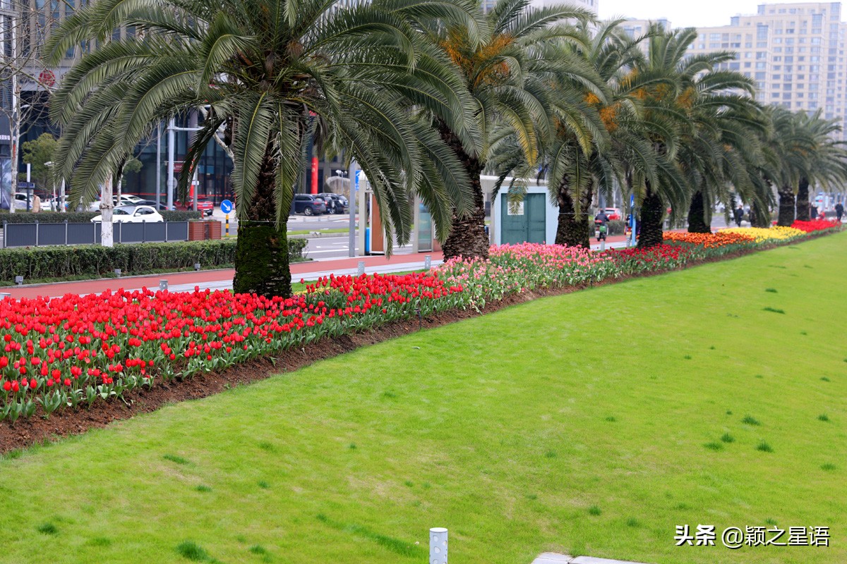 郁金香鲜花香味,郁金香鲜花诗情画意