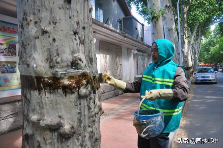 草履蚧用什么药治,防治草履蚧病虫喷药的通知