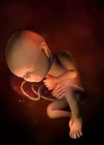 孕期知识五：妊娠第7-8个月