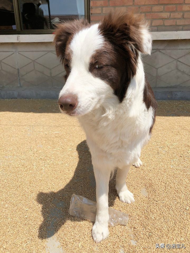 为什么狗社交那么强,狗也有社交圈子吗