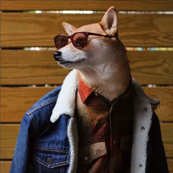 帅到各种时尚大牌求合作，它居然是条狗……你们信吗？